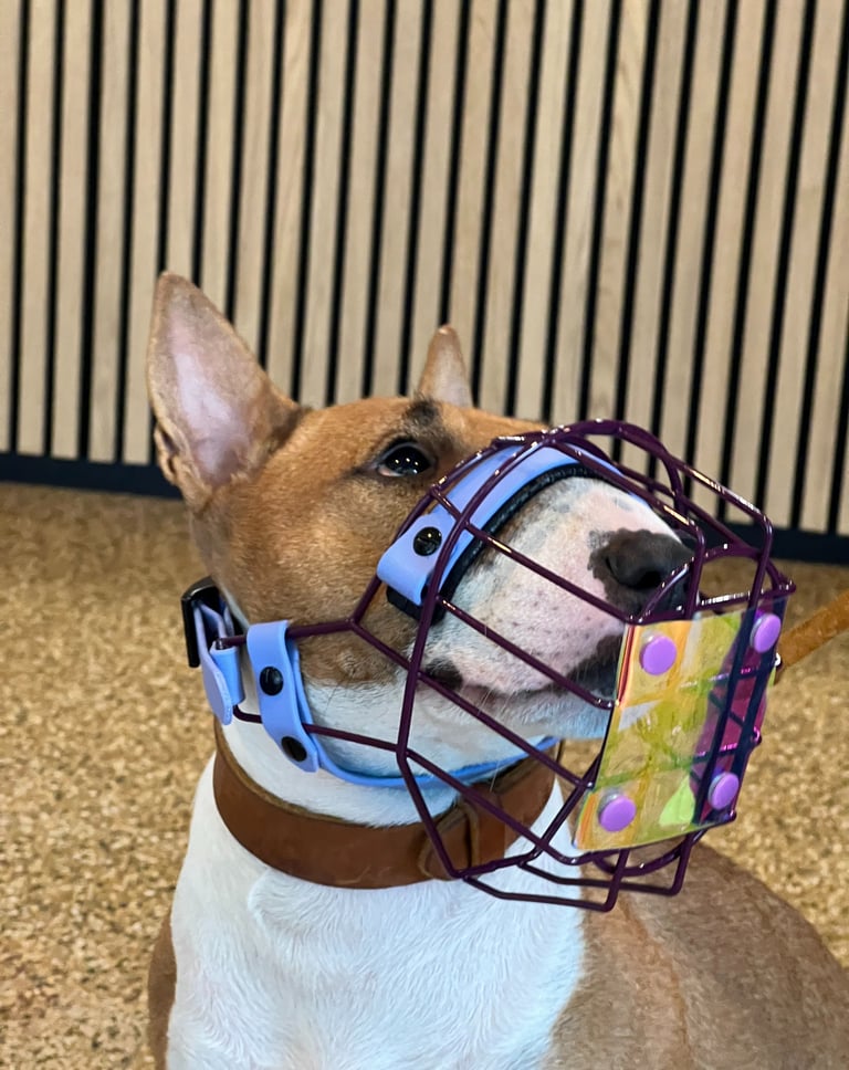 weiß-brauner Bullterrier mit Maulkorb inkl. Fressschutz