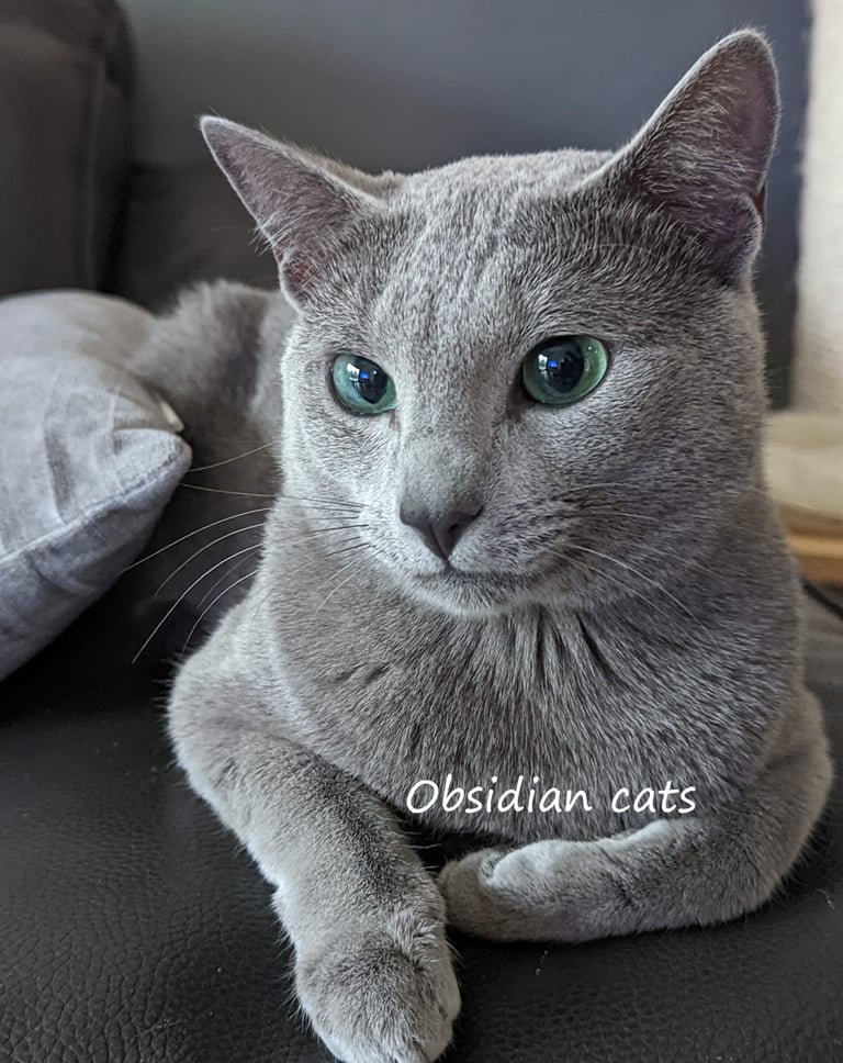 elevage de chat bleu russe