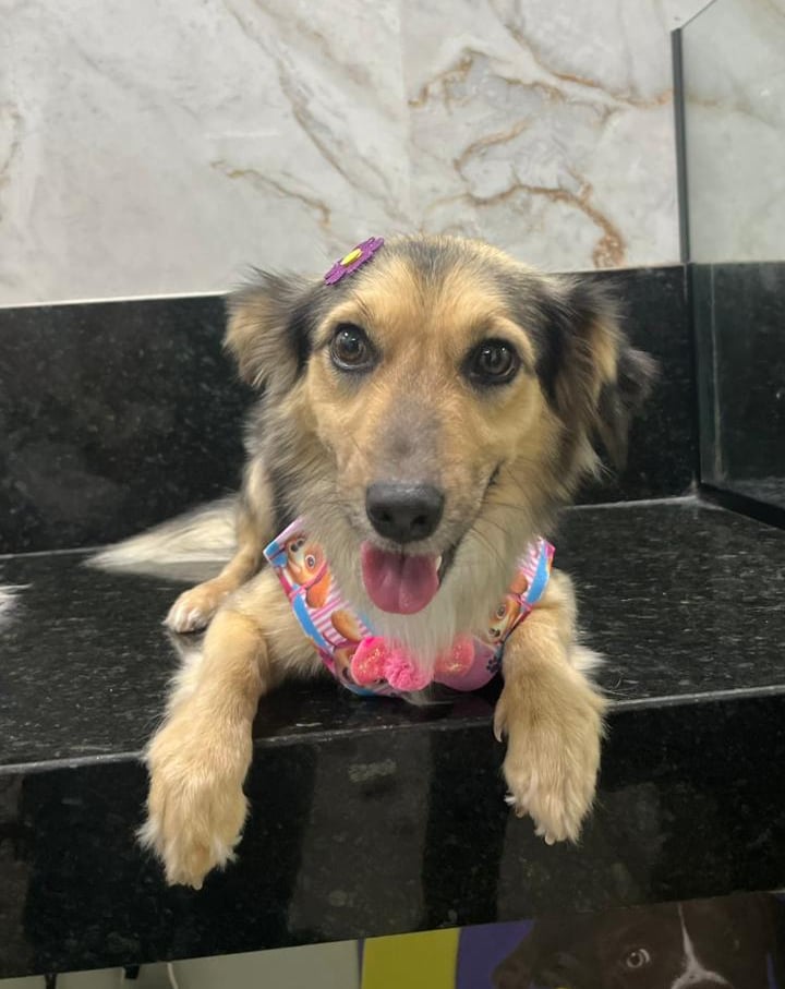 Serviços de banho para pets de todas as raças