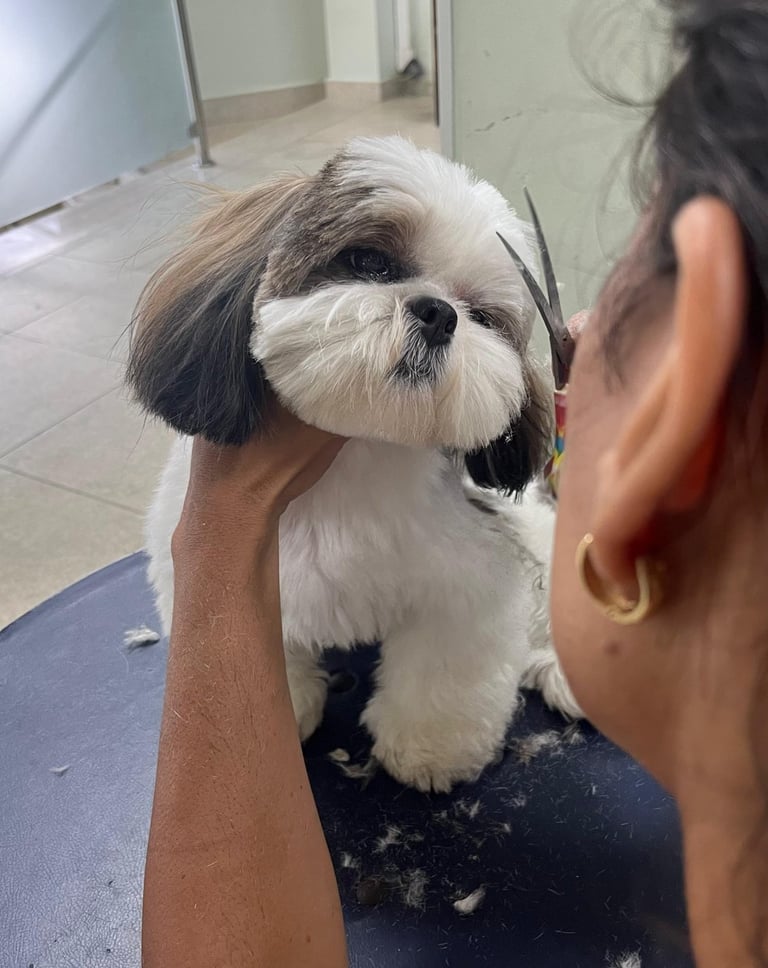 Serviços de tosa personalizados para o seu peludinho