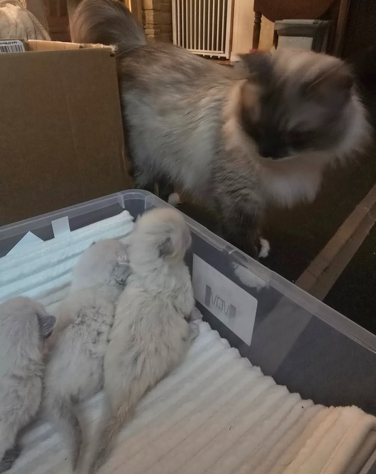 Seal Color Point Hypoallergenic Russian Siberian Forest Cat and kittens