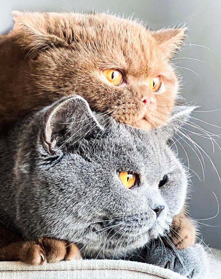 Blue and Cinnamon British Shorthair kitten with round face and plush coat