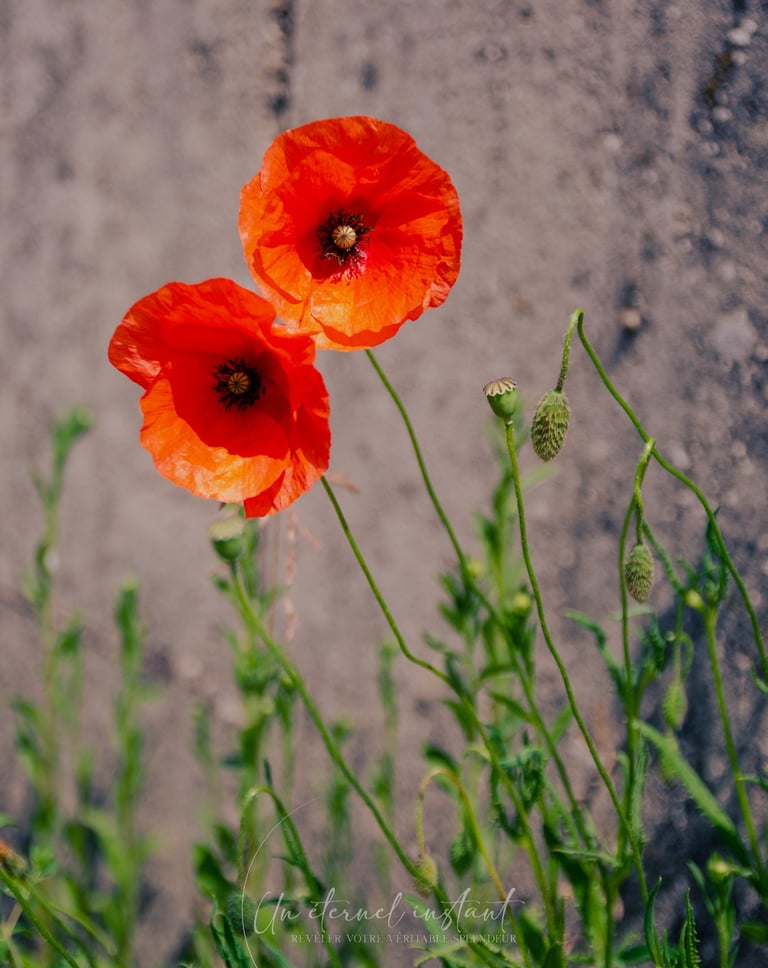 street photographie - photo de rue - un eternel instant - photographe portrait bas rhin