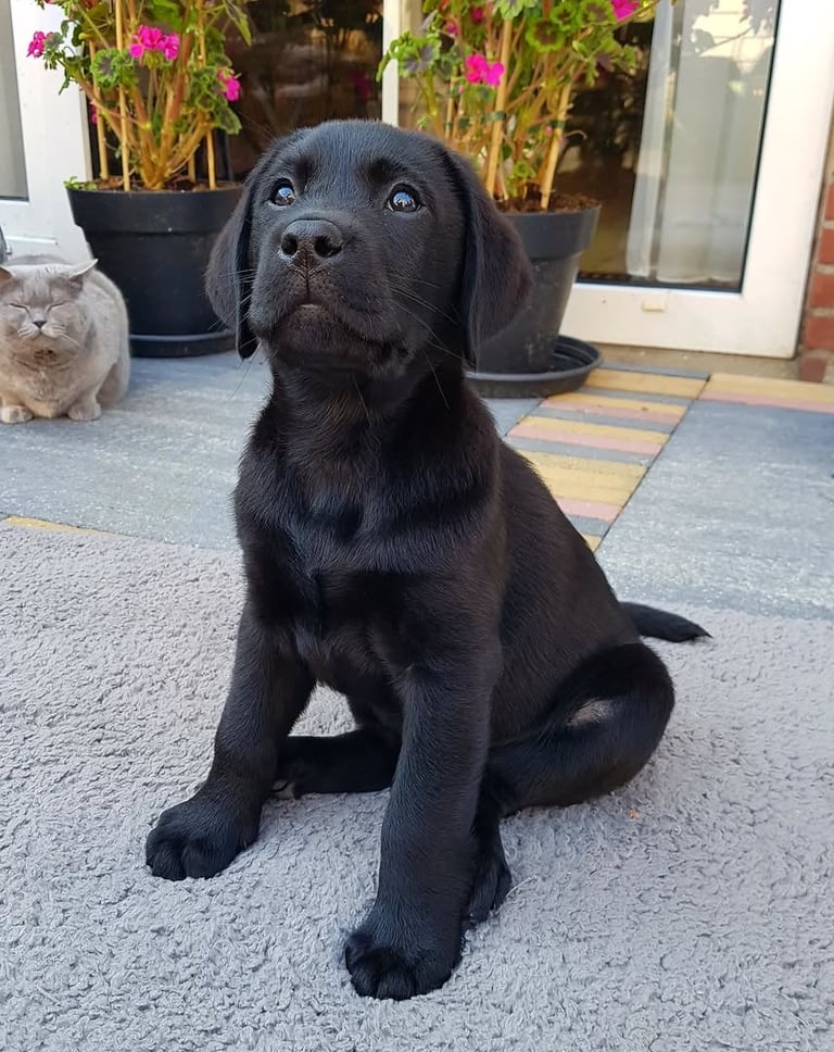 Puppies for Sale 