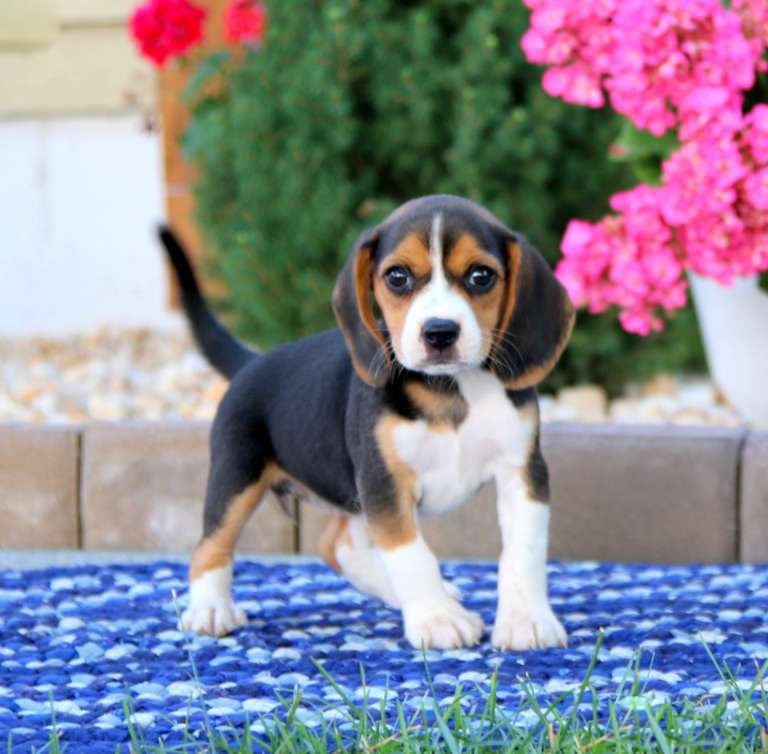 Puppies for Sale 