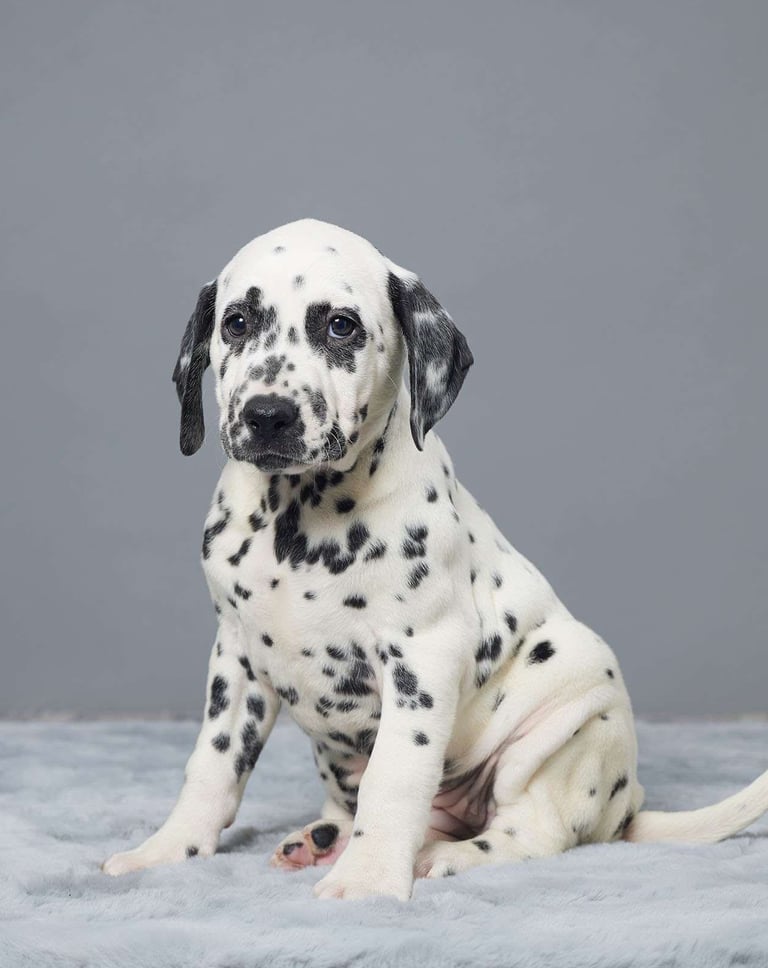 Puppies for Sale 