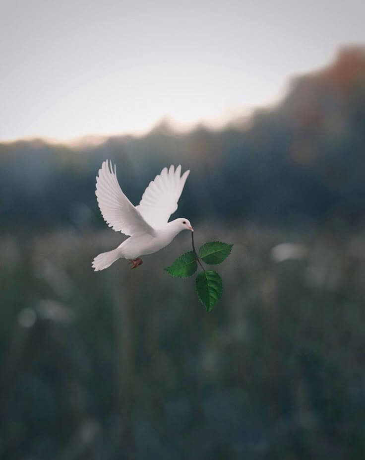 5 Prayers for Peace in the World