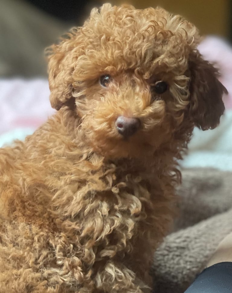 a brown dog is sitting on a blanket