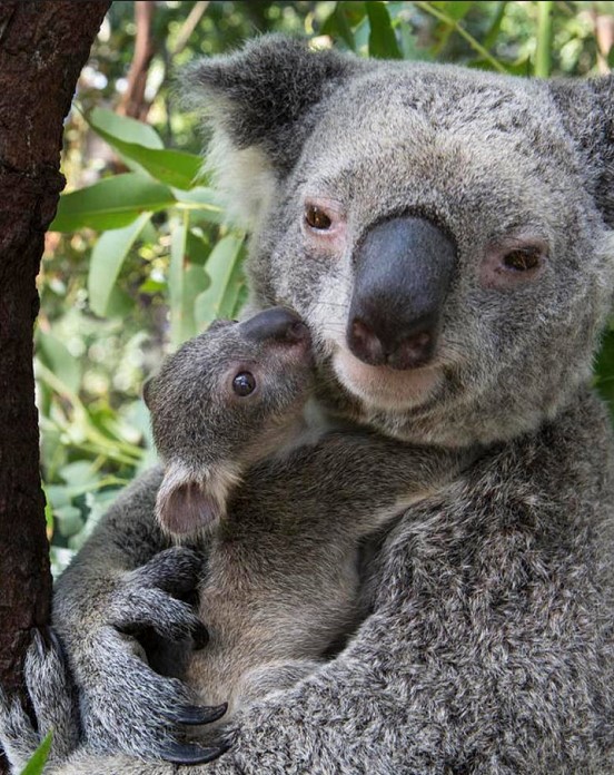 cute koala and baby koala joey