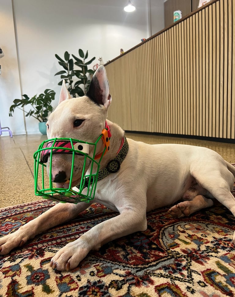 Bullterrier mit grünem Maulkorb und Zebra Biothane