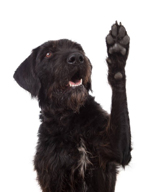 Black dog holding up a paw