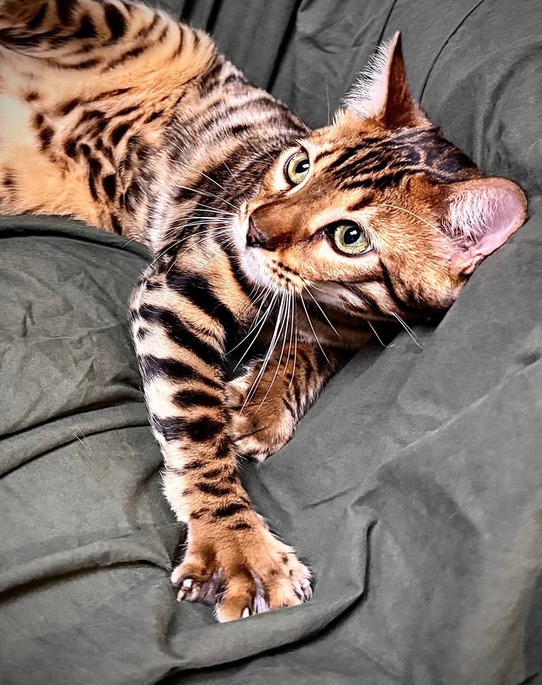 bengal photo