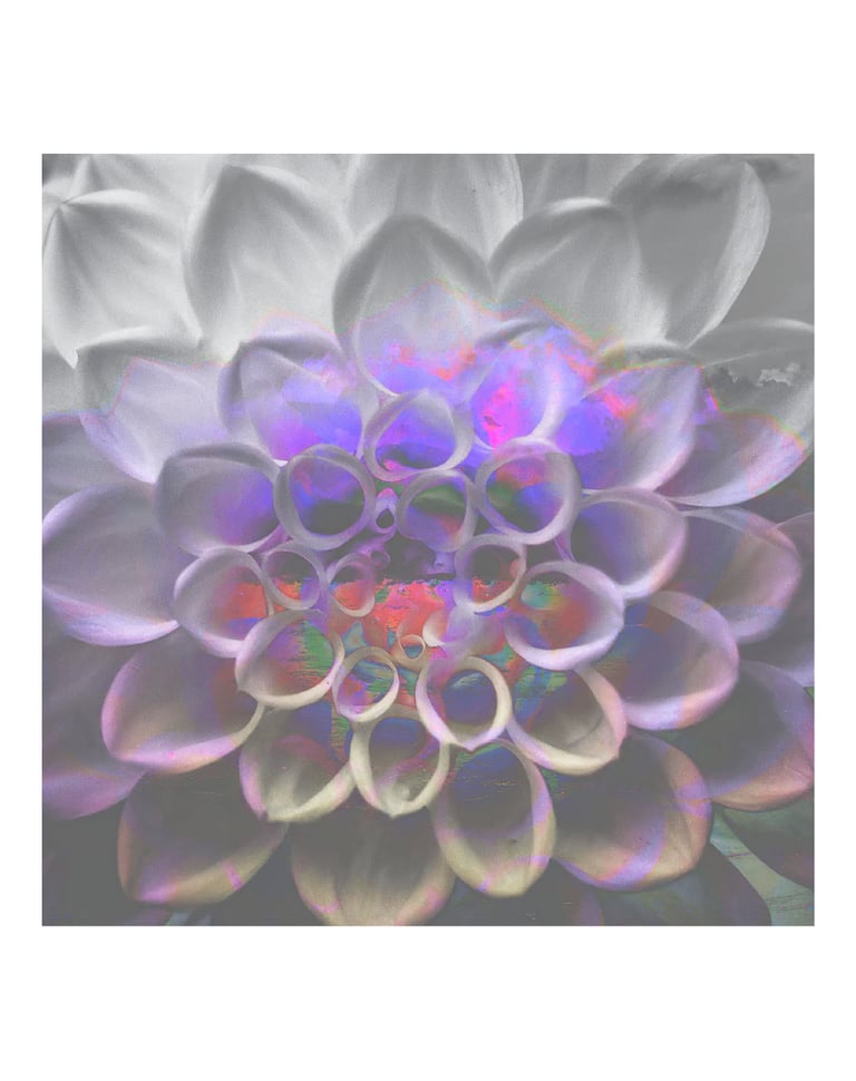 Abstract dahlia flower art with iridescent purple and holographic light overlays on white petals.