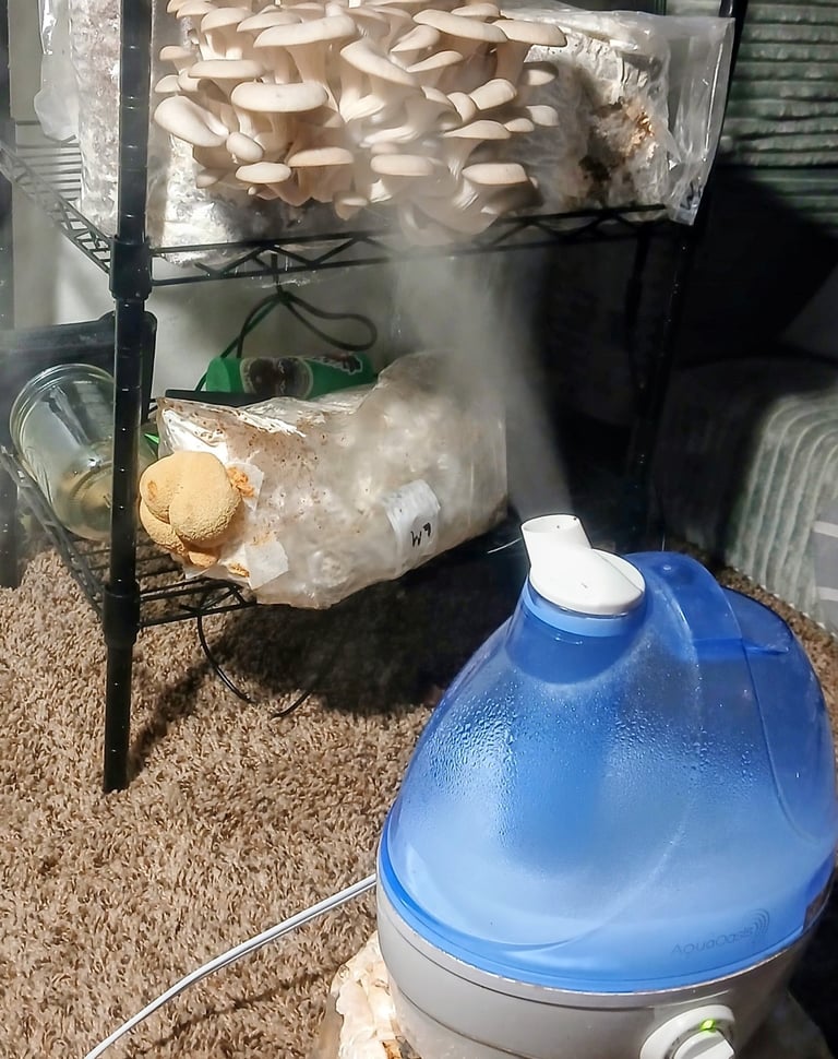 My fruiting chamber setup with a cool mist humidifier running below oyster mushroom blocks on a wire