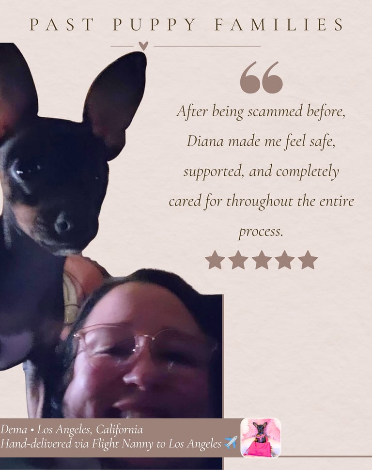 Petite Pups Reviews - Luxury Chihuahua Puppies - PetitePups.com