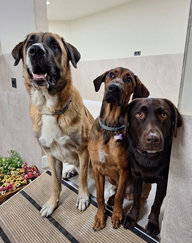 perros sociables en una guardería canina