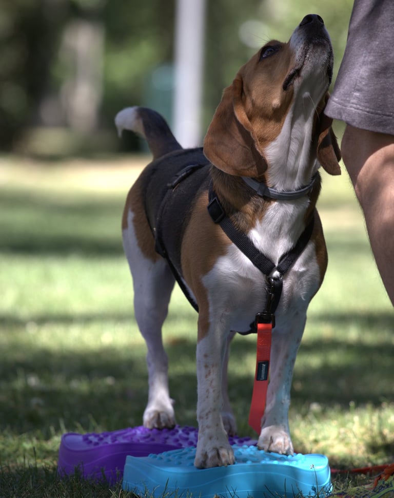 perro beagle en una clase de entrenamiento