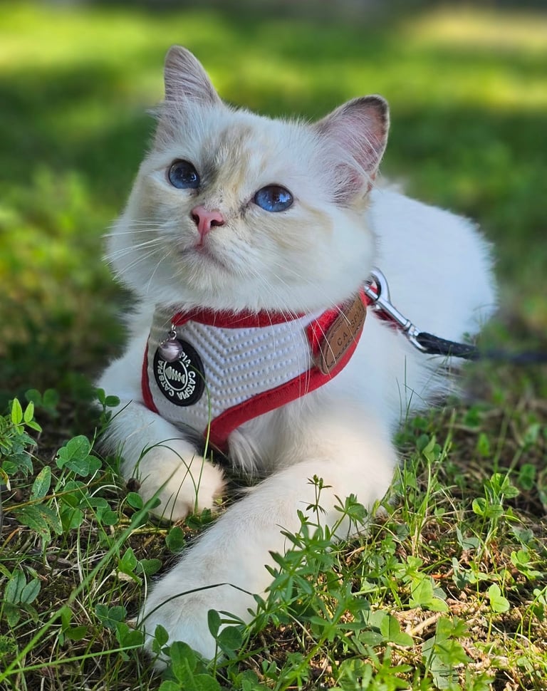 Blåskilpaddemasket Hellig Birma kattunge