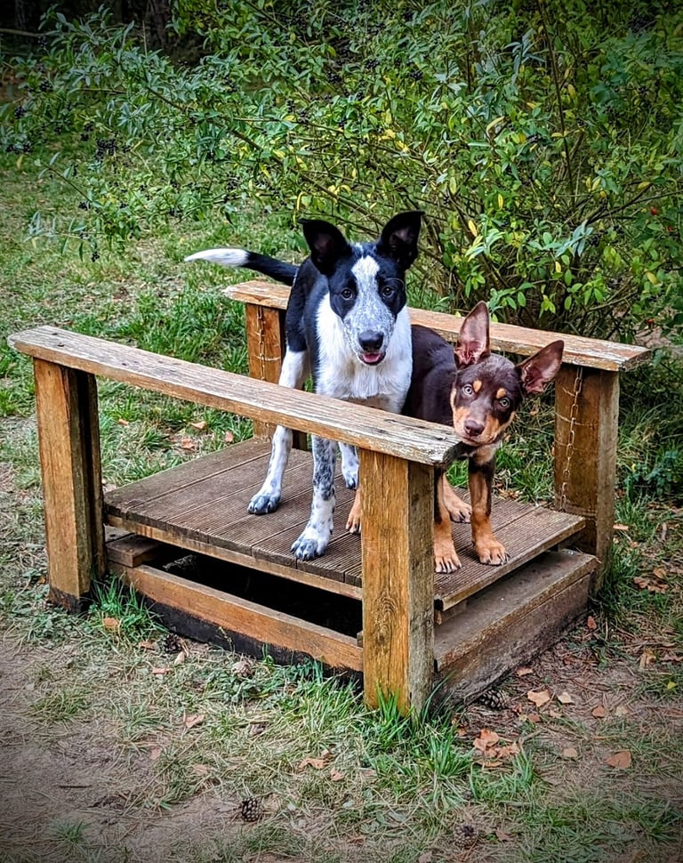 Deux chiots lors d'une puppy's School