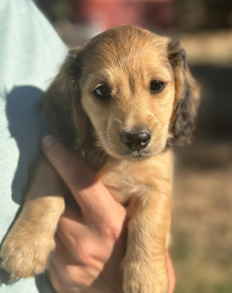 Cute shaded cream dachshund puppy