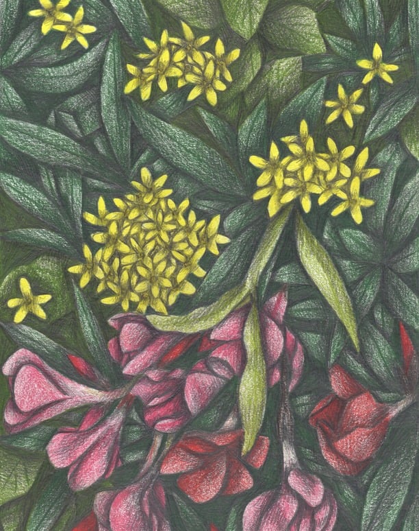 Flowers and Leaves bush hand-drawn botanical illustration