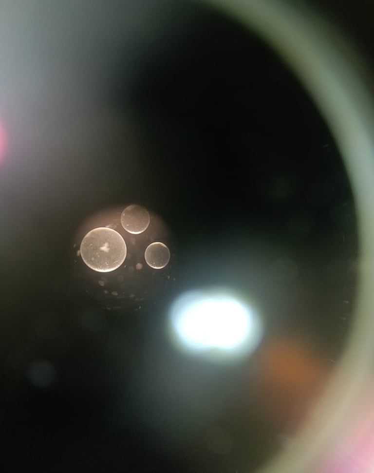 Trois embryons récoltés sur une jument