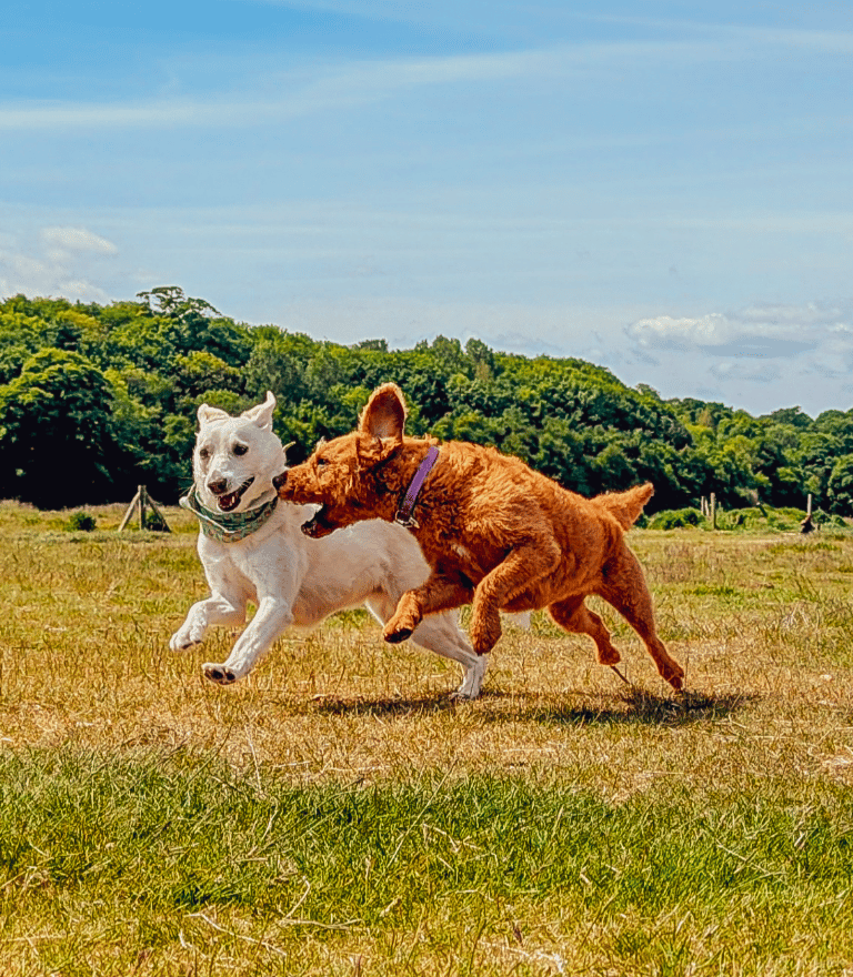 Skye and Ottie running and playing on a group walk in Edinburgh
