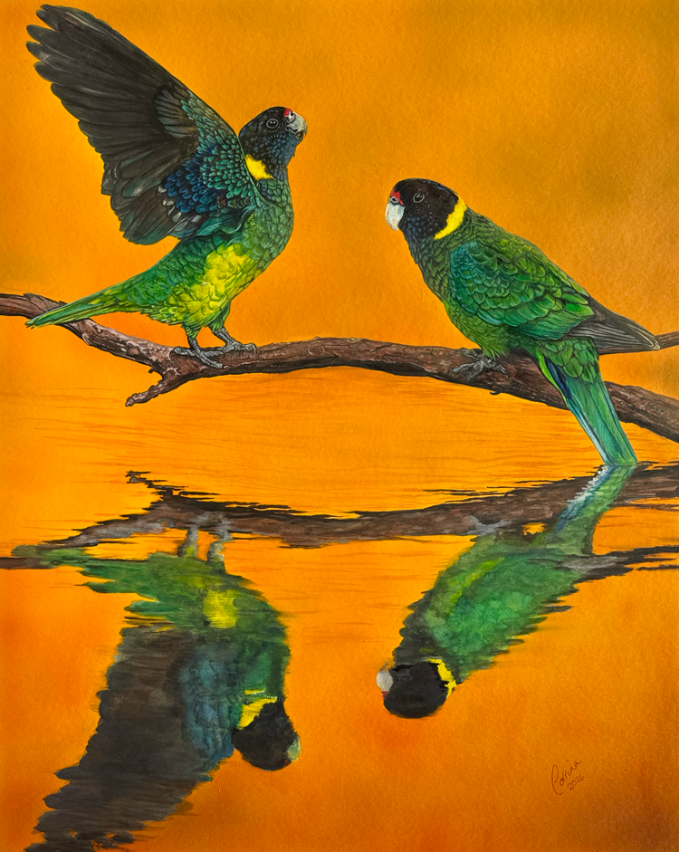 Two 28 parrots in the last glow of sunset, their reflections shimmering in the water as day gives way to night.