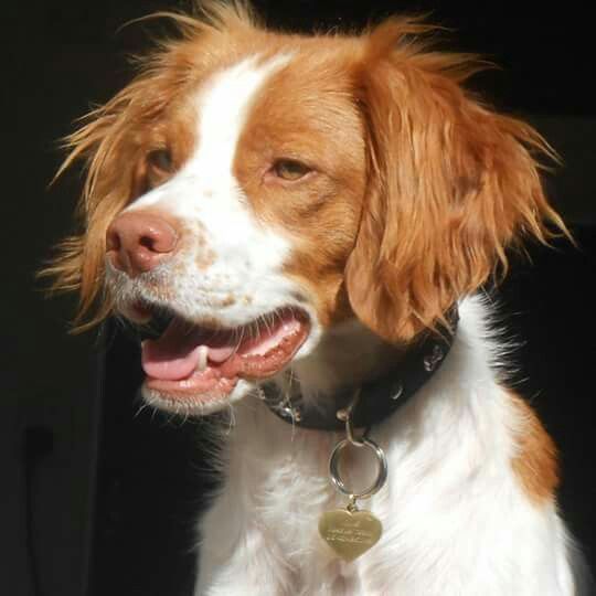 A Breton Spaniel :the commonest hunting dog around here.