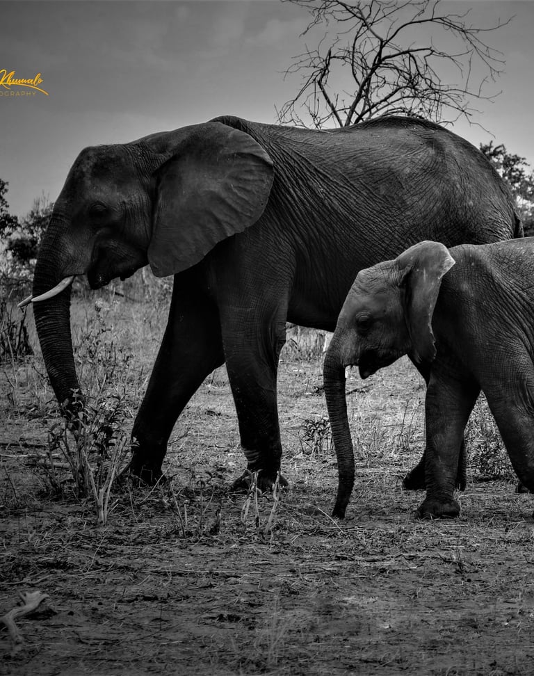 a mother and baby elephant walking in the wild
