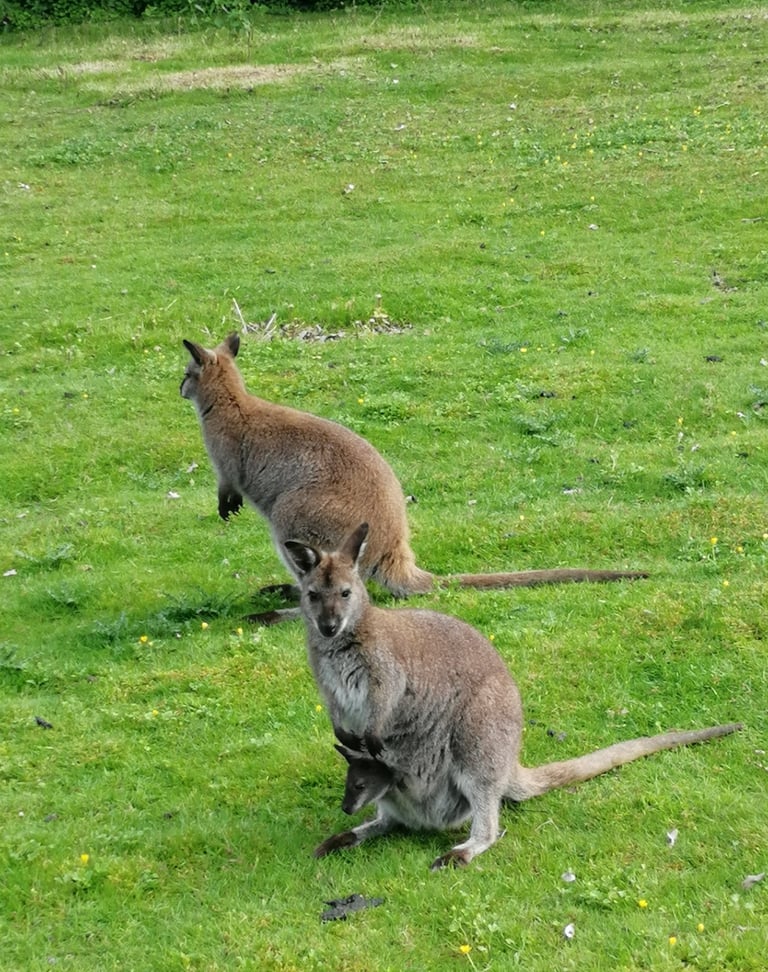 Bébés wallabies à vendre