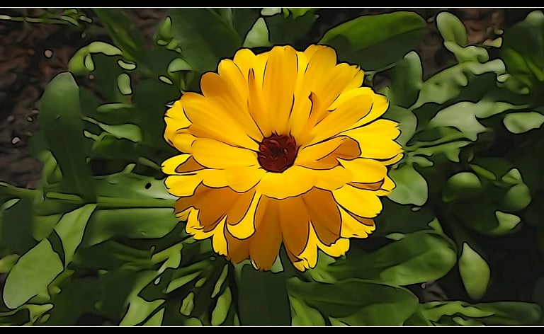 Flowers of Barrowford