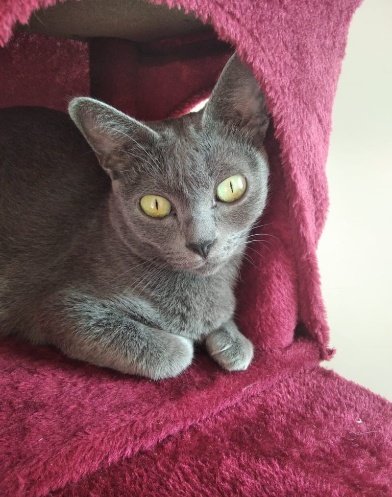 Gata Korat en el ärbol rojo