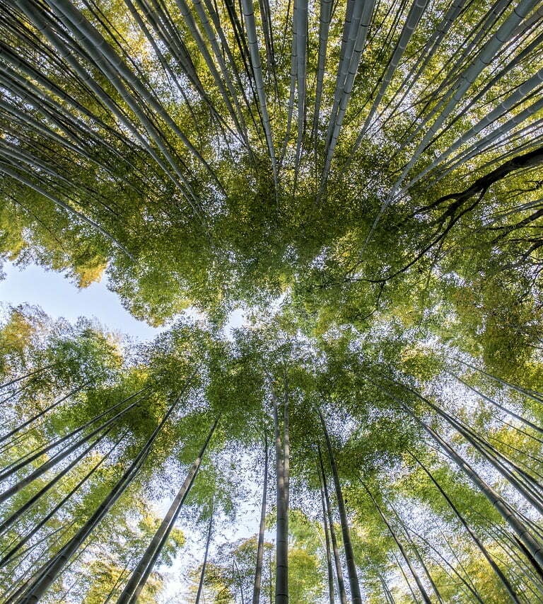 Esperienza di Shinrin Yoku nel bosco a Rieti, immersione nella natura per il benessere psicofisico
