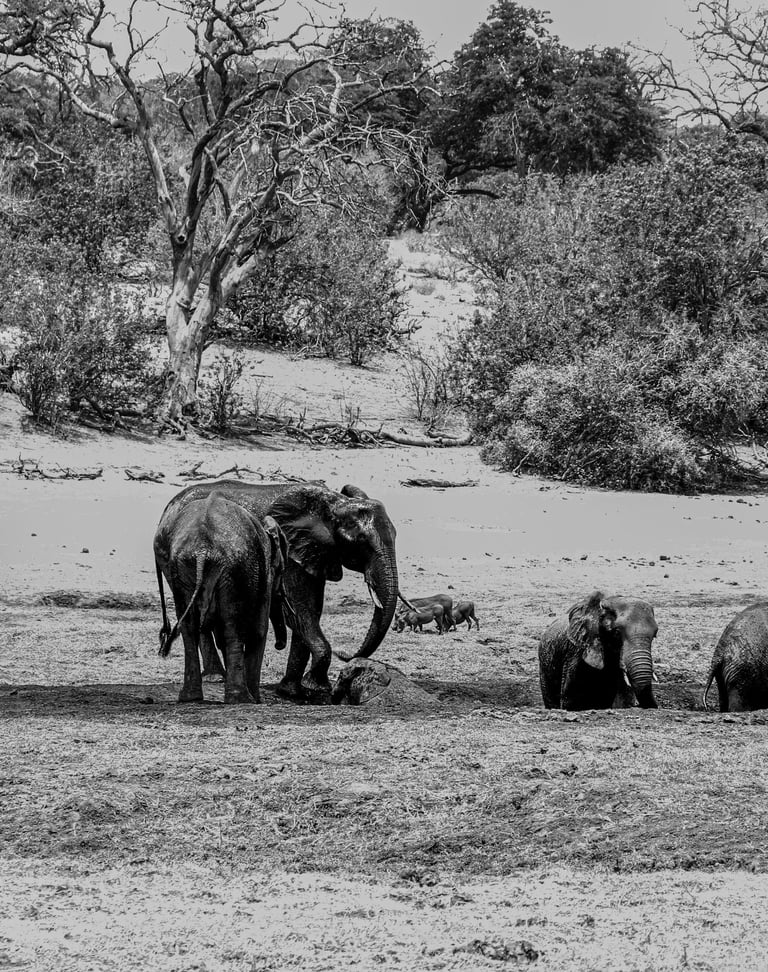 a herd of elephants standing on the river bank