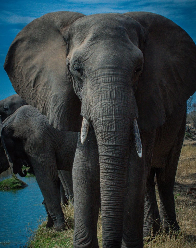 a female elephant facing away from herd of elephants walking along a river