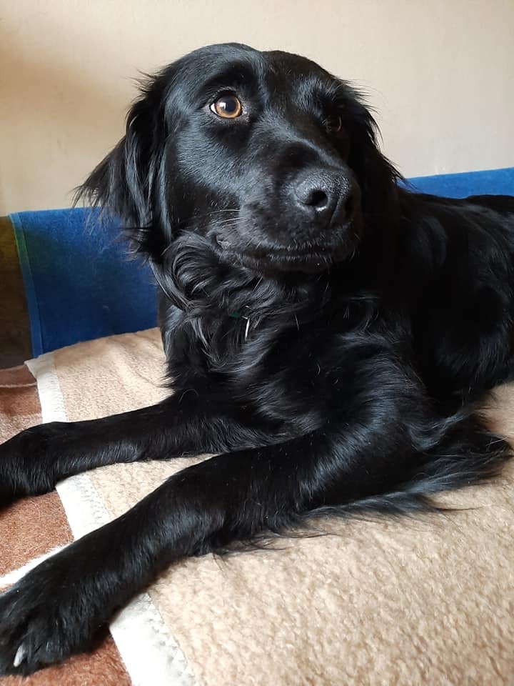 Hotel i salon za pse, Zagrebački duhek