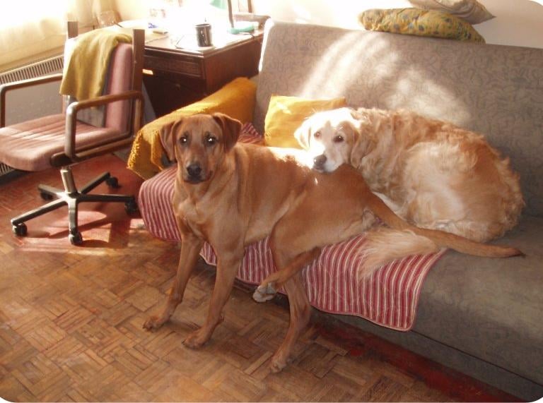 Hotel i salon za pse, Zagrebački duhek