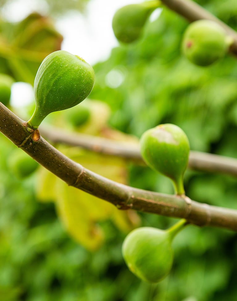 Young green figs ripening on a branch of a common fig tree in a lush organic garden.