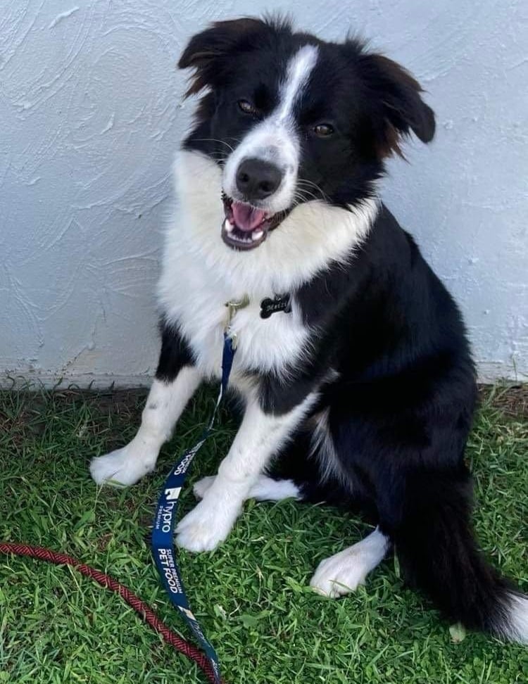 black and white border collie 