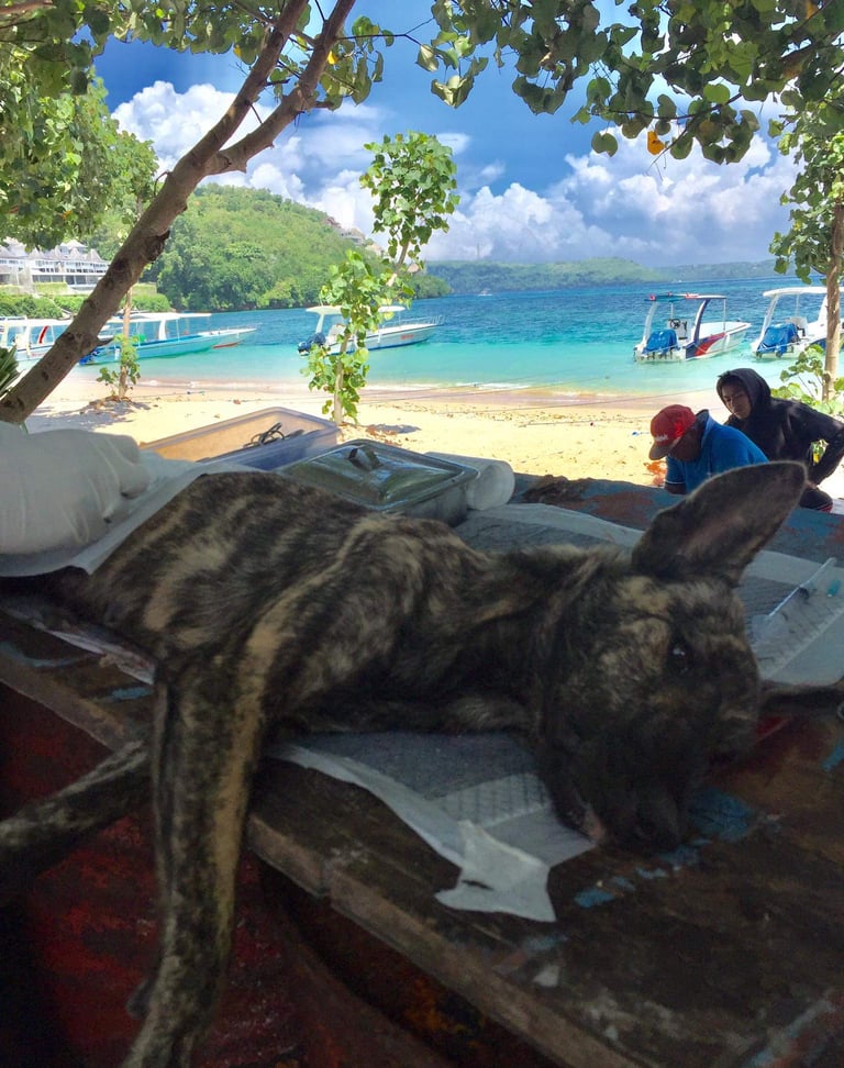 sterilisation, bali dog, nusa penida, toyapakeh, vet