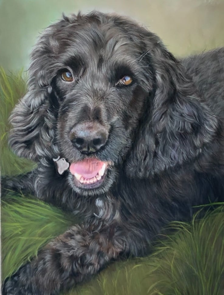 Cocker Spaniel Commission