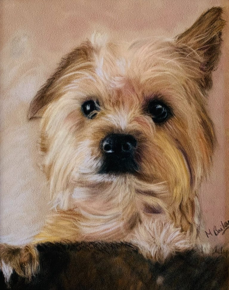 Yorkie Poo Portrait