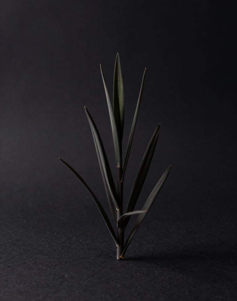 Centered, isolated product shot of a pristine botanical cultivar, deep charcoal backdrop, soft directional key light