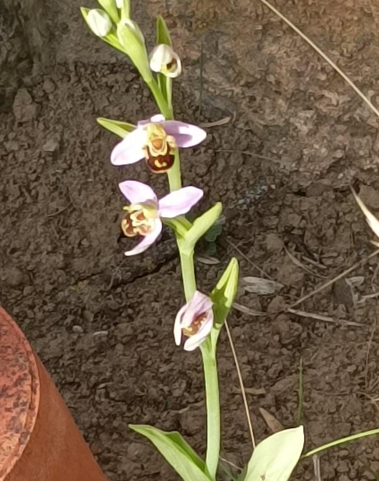 Bee orchid
