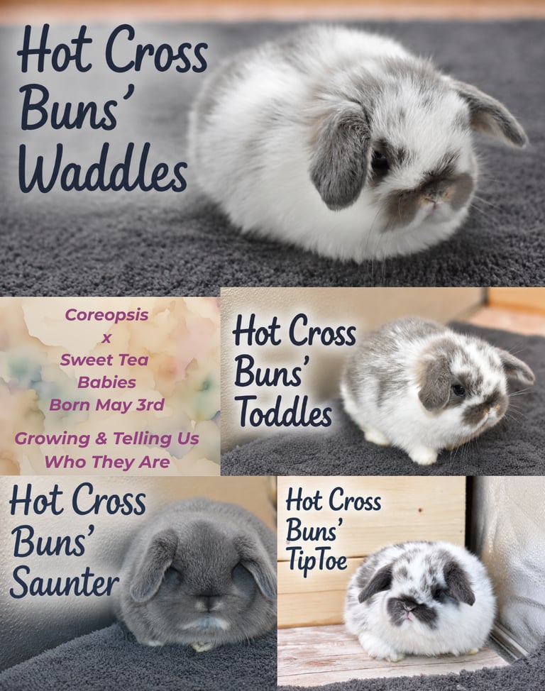 Hot Cross Buns' Coreopsis and Sweet Tea litter name reveal