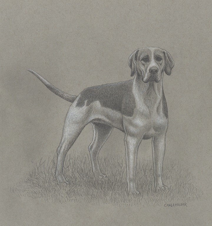 A pencil drawing of a Foxhound dog in a field.