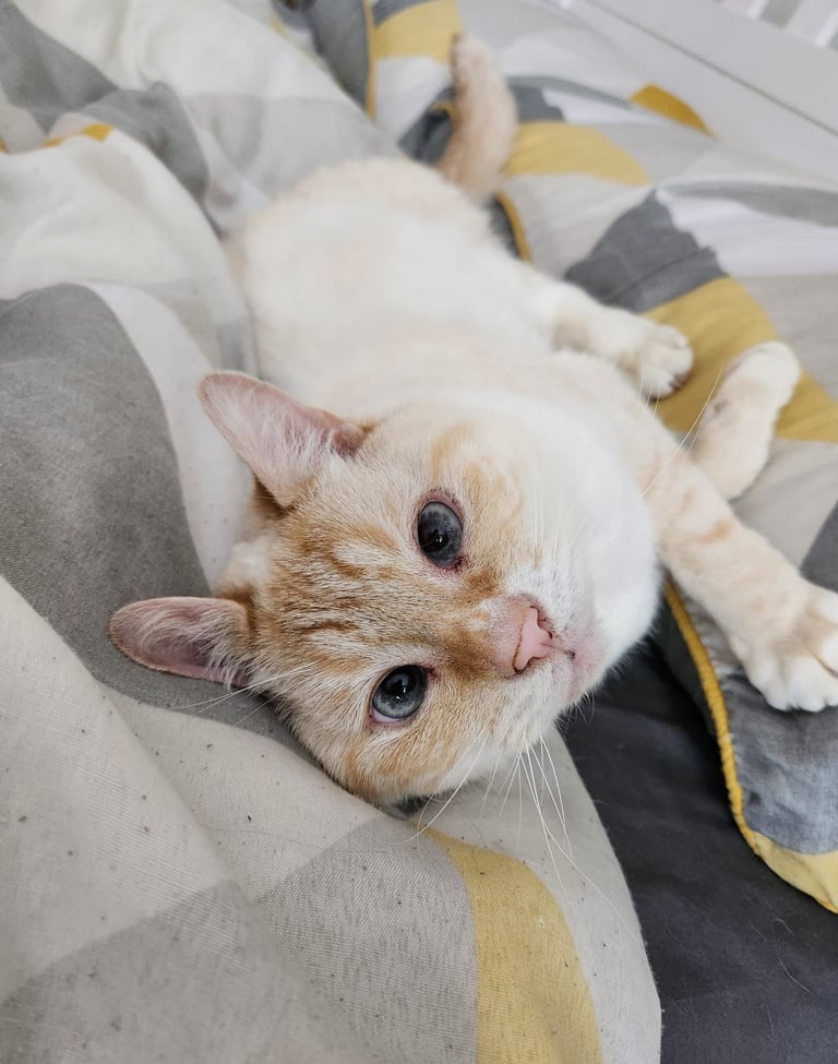 Ludo the cat looking relaxed