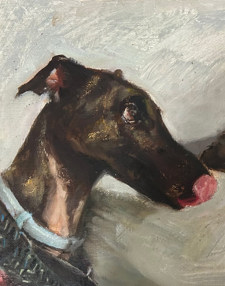 El galgo Iro