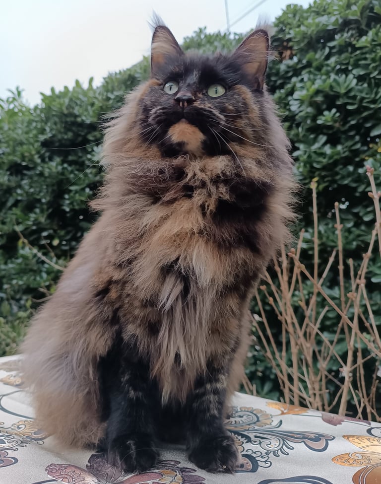 A long-haired tortoiseshell Maine Coon cat sitting outdoors against a lush green hedge.